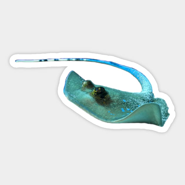 A ray on the move | A very dynamic underwater photography | Sticker by Ute-Niemann